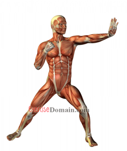 Human Body Muscles